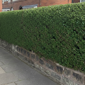 Hedges trimmed Hedges trimmed to shape/gardencare21000